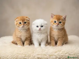 British Shorthair cats Adorable Kittens Ready For Reservation - Advert 9