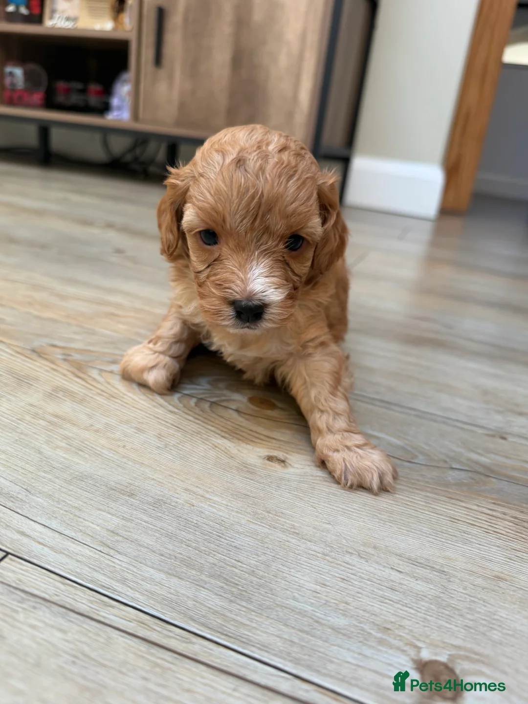 Cavapoo dogs for sale: Cavapoo puppies  - Advert 5