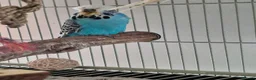 Budgerigars birds for sale: Adult Male & Female Exhibition Budgies - Advert 5