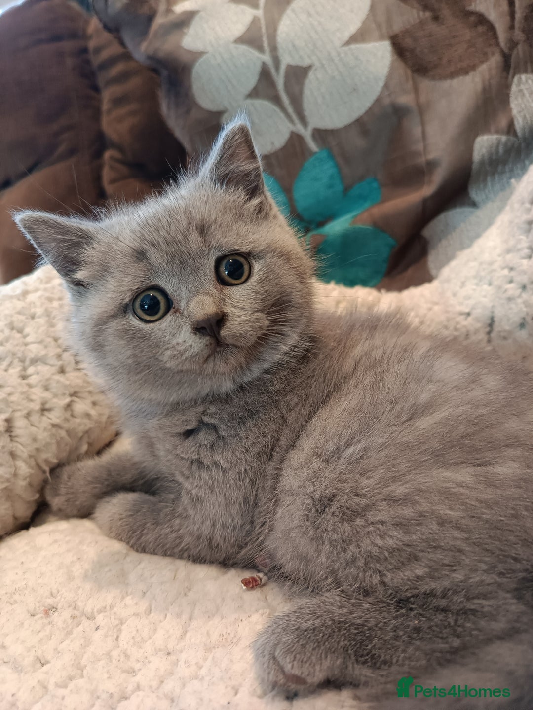 British Shorthair cats for sale: Blue British shorthairs kittens with GCCFpedigree - Advert 4