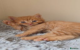 Persian cats for sale: Ginger and black fluffy kittens - Image 6
