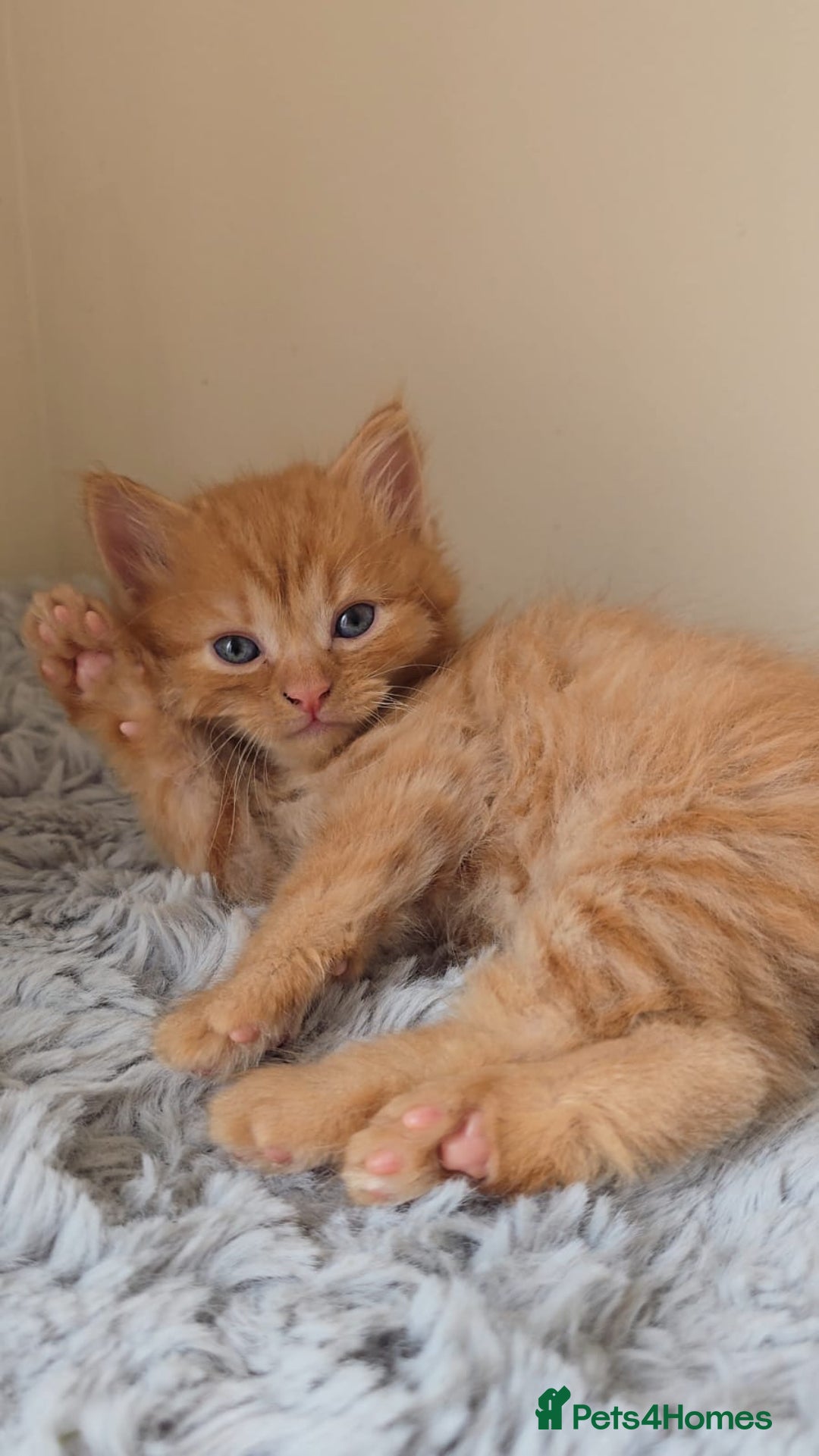 Persian cats for sale: Ginger and black fluffy kittens - Image 6