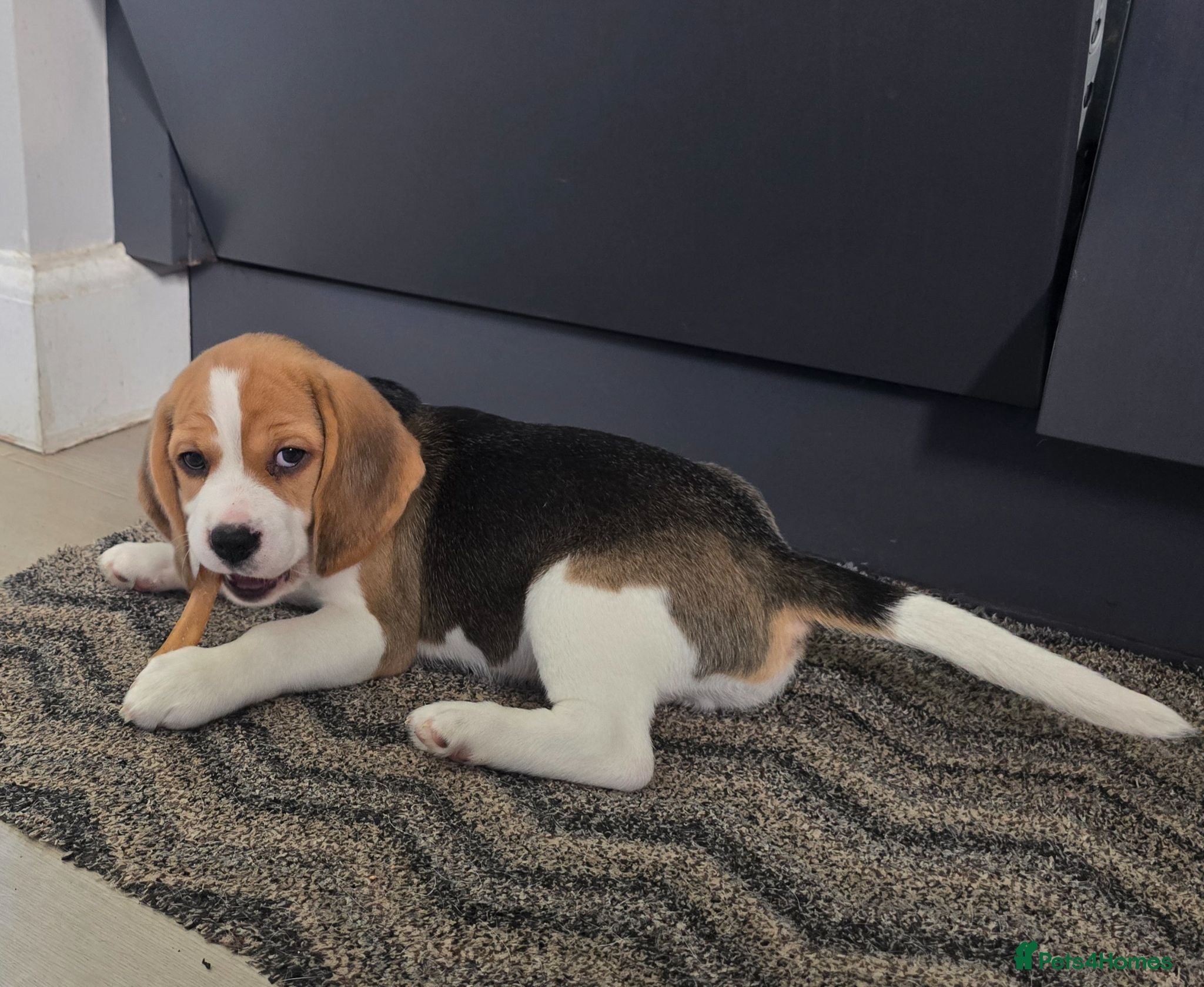 Beagle dogs 1 beautiful male beagle puppy - Advert 1