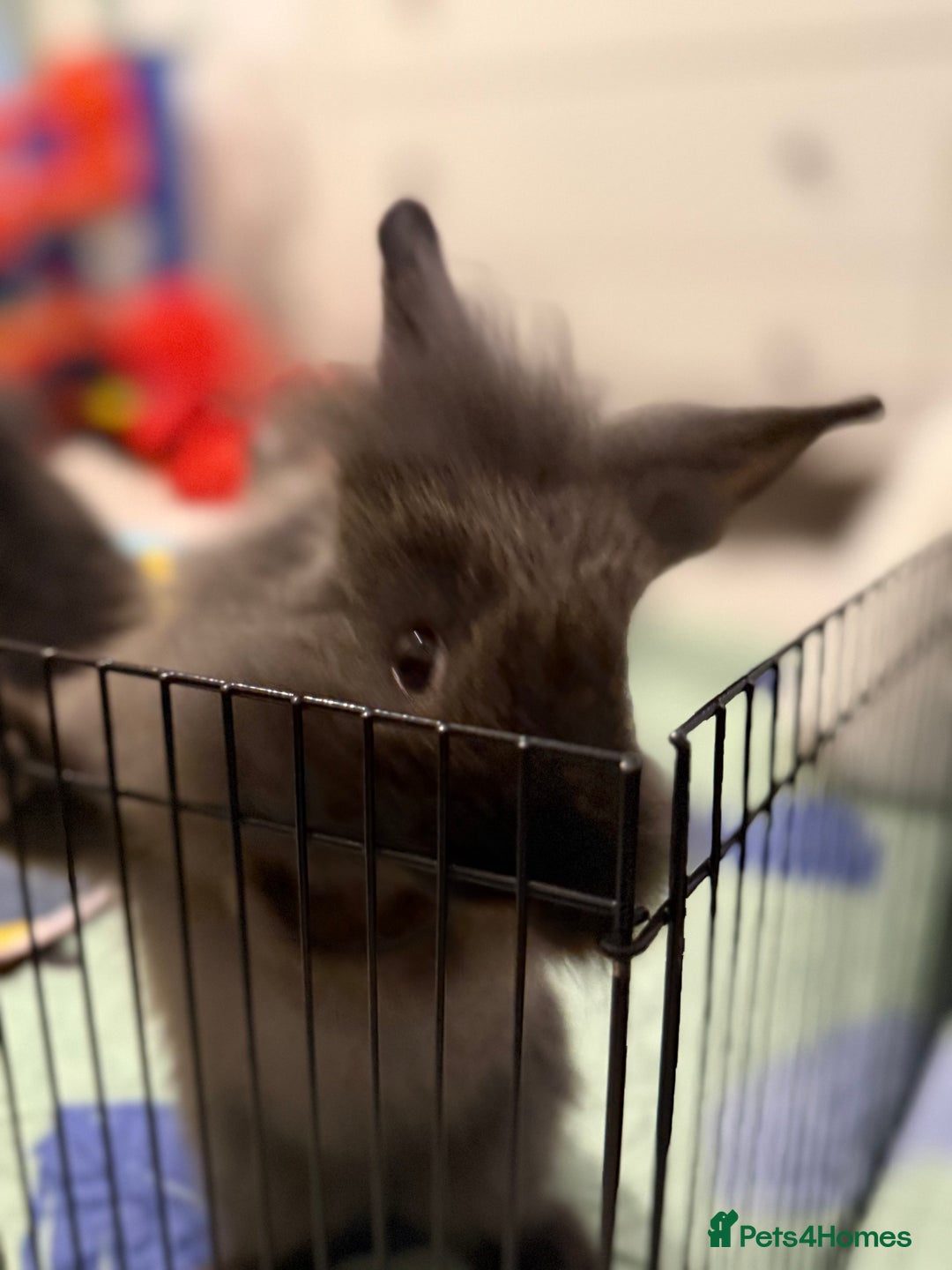 Lionhead rabbits for sale: Lionhead  - Advert 4