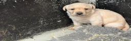 Labrador Retriever dogs for sale: Labrador puppies  - Advert 8