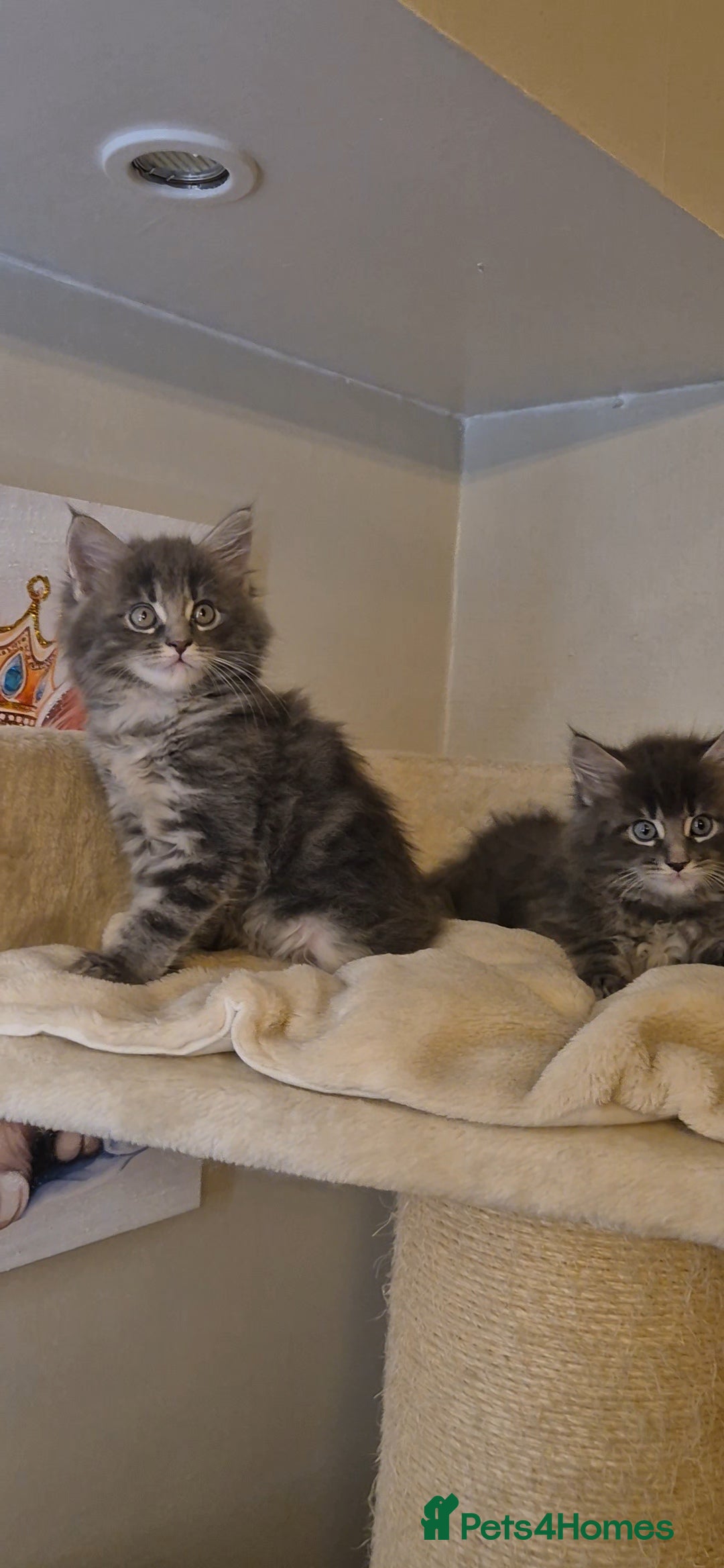 Maine Coon cats for sale: Friendly Maine coone mix baby's ready to go  - Advert 7