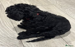 Goldendoodle dogs for sale: Golden doodle F1B stunning puppies  - Image 16