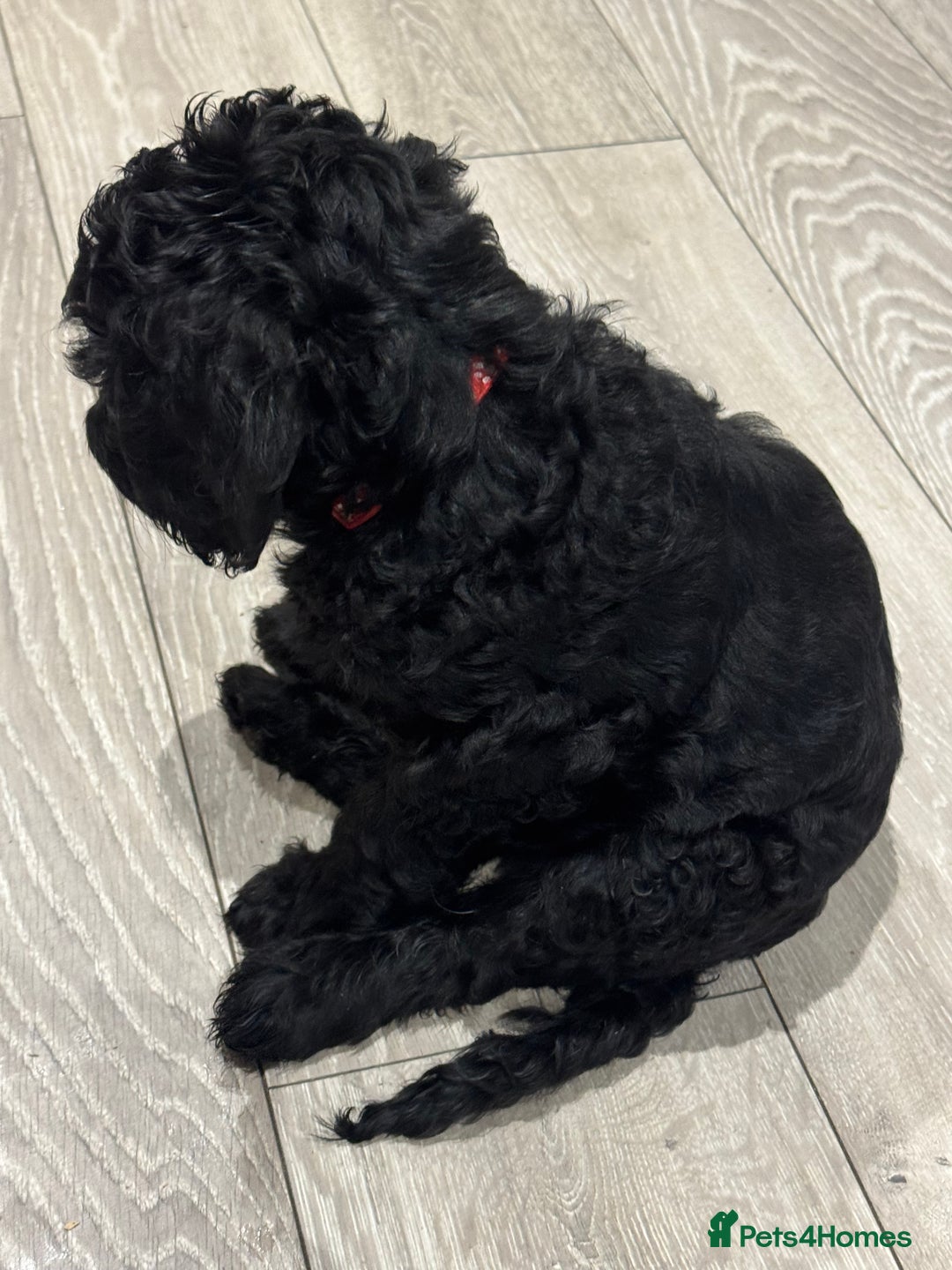 Goldendoodle dogs for sale: Golden doodle F1B stunning puppies  - Image 16