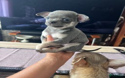 Chihuahua dogs for sale: Adorable apple head short coat chihuahua puppies.  - Image 14