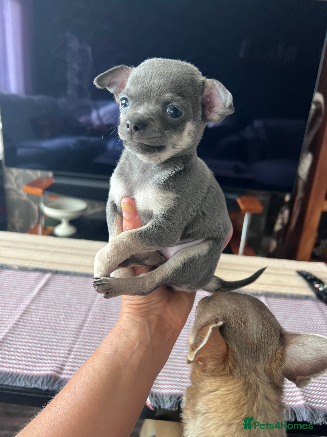 Chihuahua dogs for sale: Adorable apple head short coat chihuahua puppies.  - Image 14