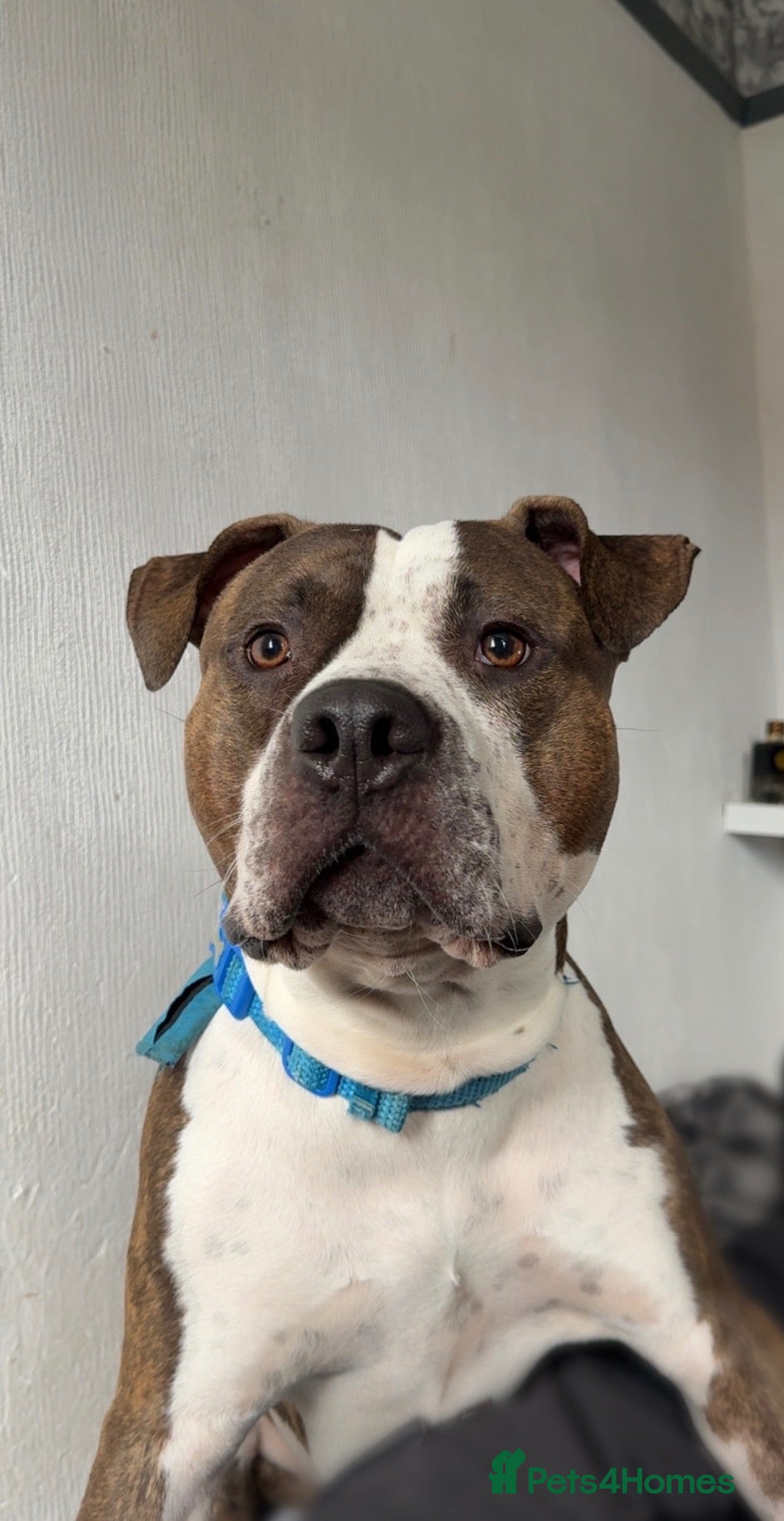 American Bull Staffy dogs Blaze  - Advert 15