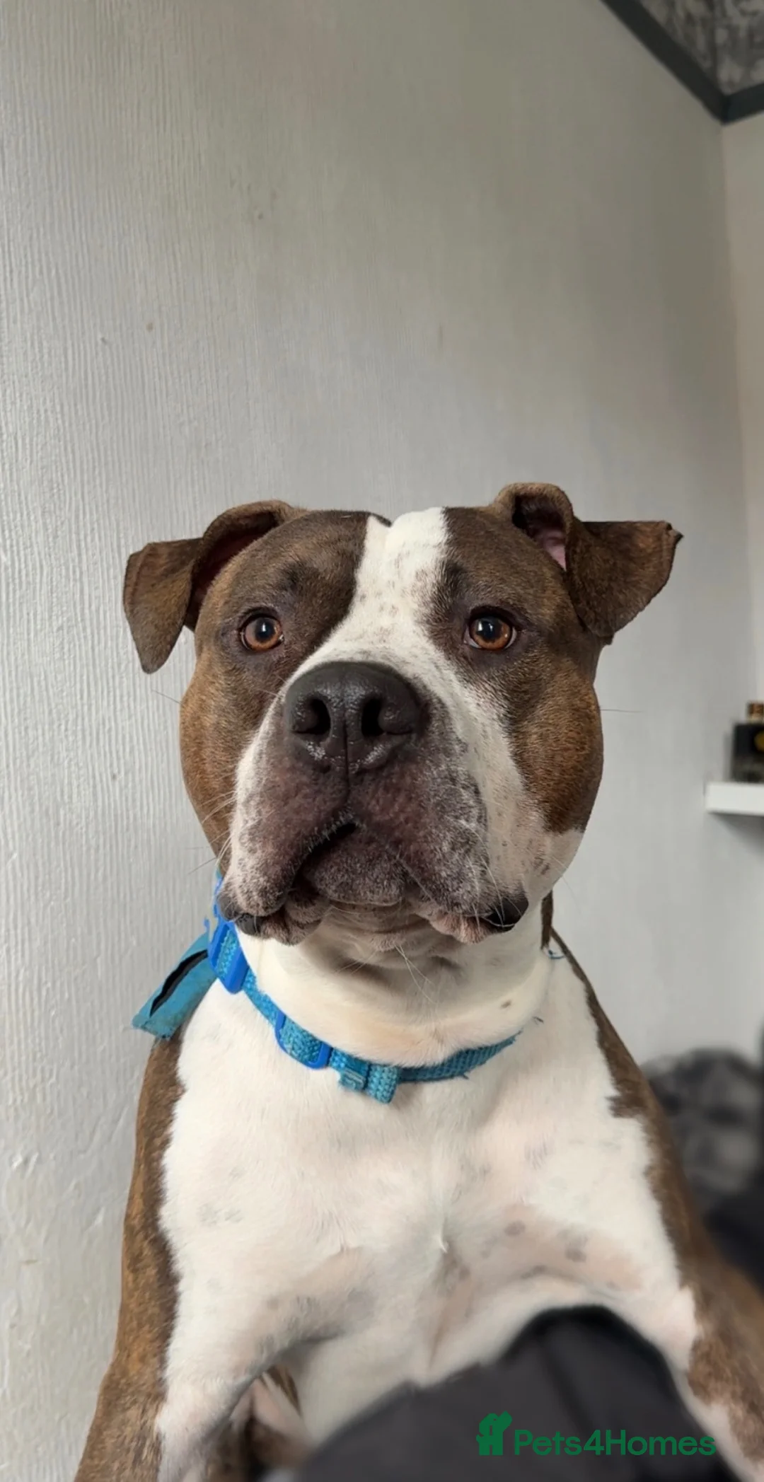 American Bull Staffy dogs for sale: Blaze  - Advert 1