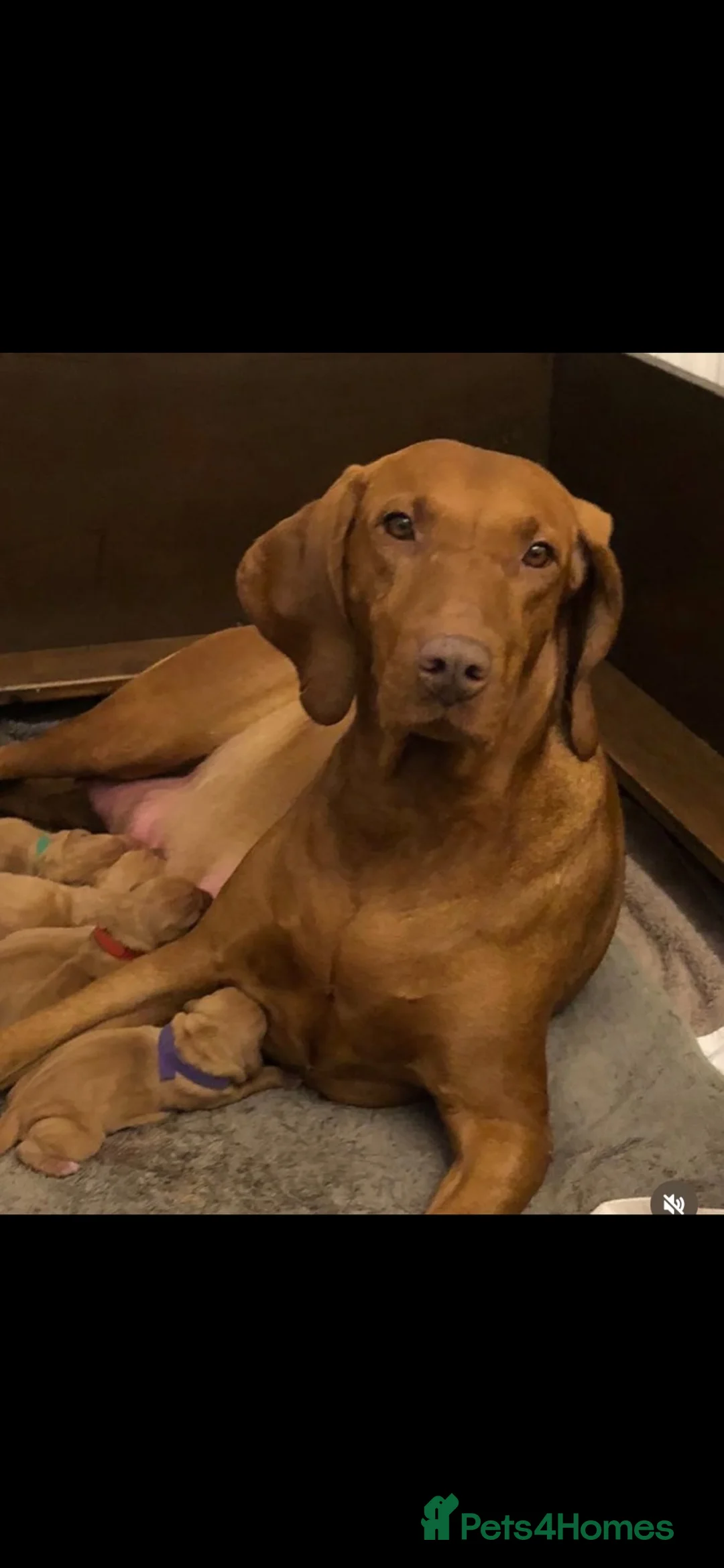 Hungarian Vizsla dogs for sale: Beautiful Smooth haired Hungarian Vizslas  - Advert 1