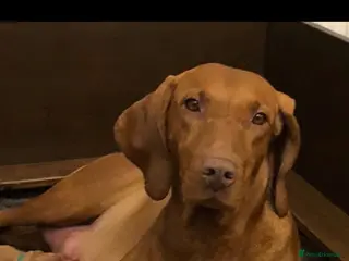 Hungarian Vizsla dogs Beautiful Smooth haired Hungarian Vizslas - Advert 14
