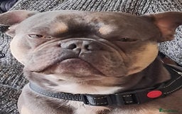 French Bulldog dogs for sale: Rufus - Image 4