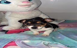 Jack Russell dogs for sale: 💙 4 beautiful Jack Russell’s 🩷 - Image 9
