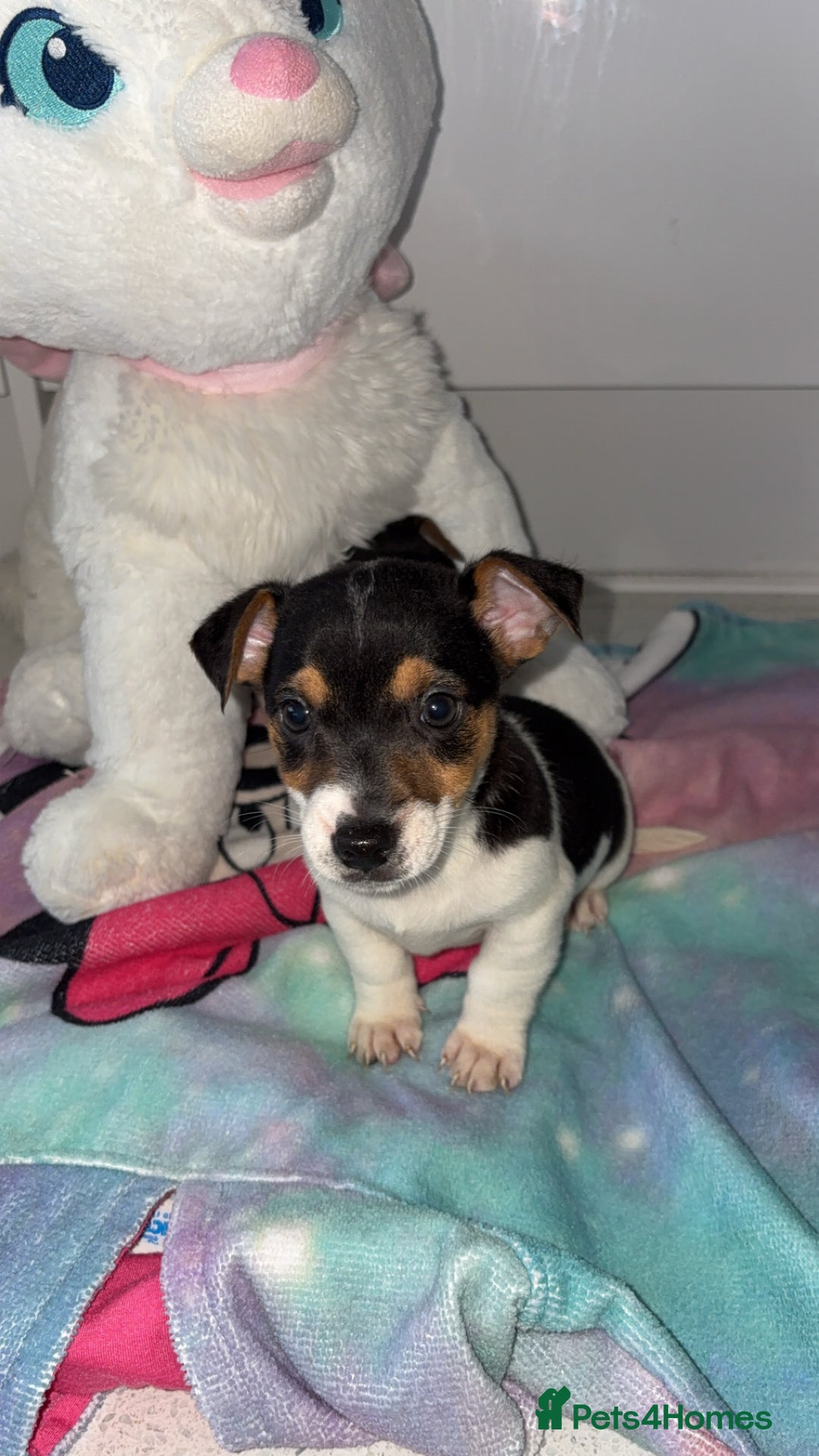 Jack Russell dogs for sale: 💙 4 beautiful Jack Russell’s 🩷 - Image 9