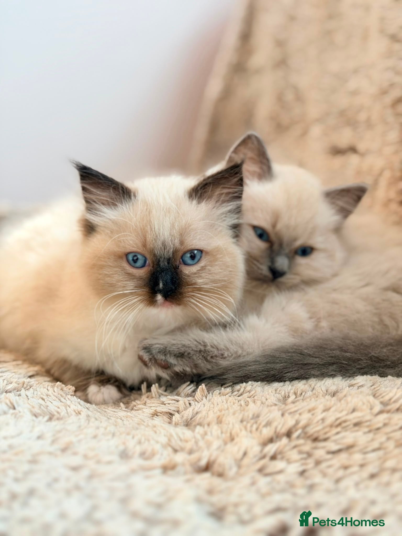 Ragdoll cats  Ragdoll Kittens Ready for Their New Homes  - Advert 5