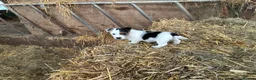 Jack Russell dogs for sale:  Tri coloured Jack Russel Pups! - Advert 11