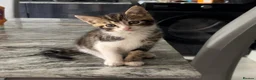 Mixed Breed cats for sale: mixed breed kitten - Advert 2