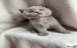 British Shorthair cats for sale: Registered British Shorthair Kittens ❤️  - Image 5