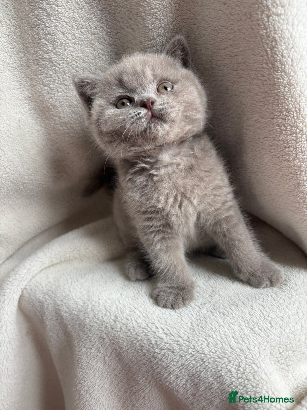 British Shorthair cats for sale: Registered British Shorthair Kittens ❤️  - Image 5