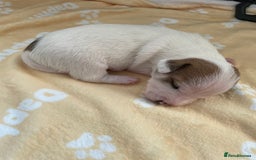 Mixed Breed dogs for sale: Chihuahua x Jack Russell puppies - Image 29