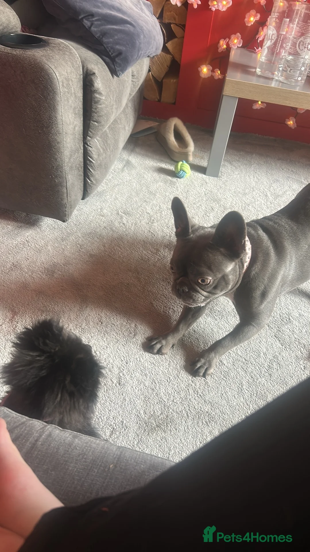 French Bulldog dogs for sale: 3 Year old Female French Bulldog.  - Advert 1