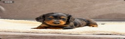 Miniature Dachshund dogs for sale: STUNNING LONG HAIRED KC MINI DACHSHUND PUPPIES - Advert 18