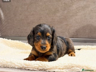 Miniature Dachshund dogs SILVER DAPPLE MINI LONG DACHSHUND BOY PUPPY - Advert 7