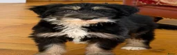 Bearded Collie dogs for sale: Beautiful Bearded Collie Puppies  - Advert 14