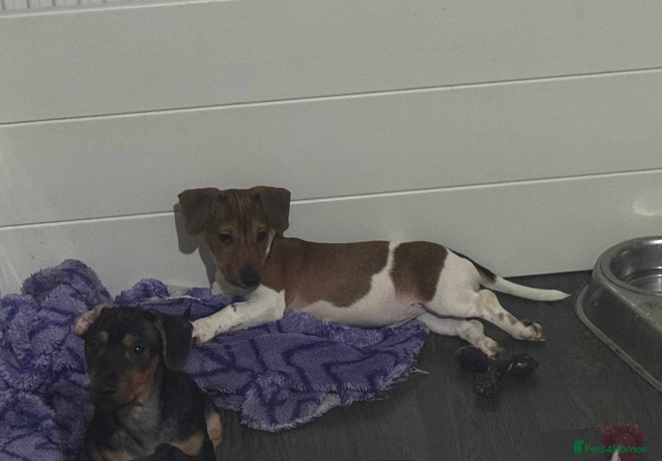 Jack Russell dogs Last Jack Russel Puppy left READY TO GO - Advert 17