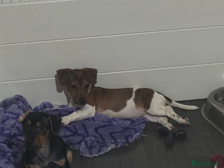 Jack Russell dogs Last Jack Russel Puppy left READY TO GO - Advert 17