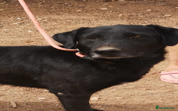 Mixed Breed dogs for adoption: ❤️ Mr Happy Looking For A Home in Hengoed - Image 3