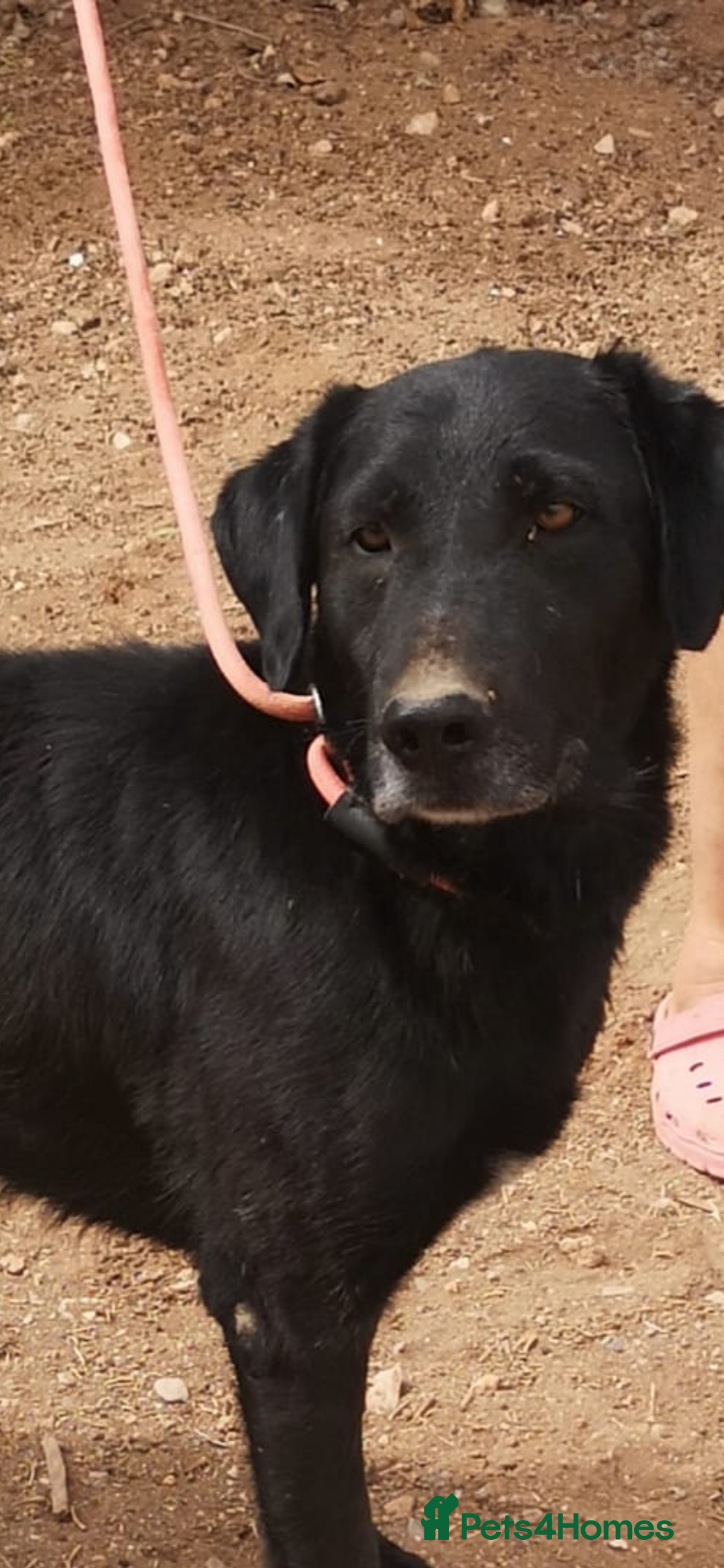 Mixed Breed dogs for adoption: ❤️ Mr Happy Looking For A Home in Hengoed - Image 3
