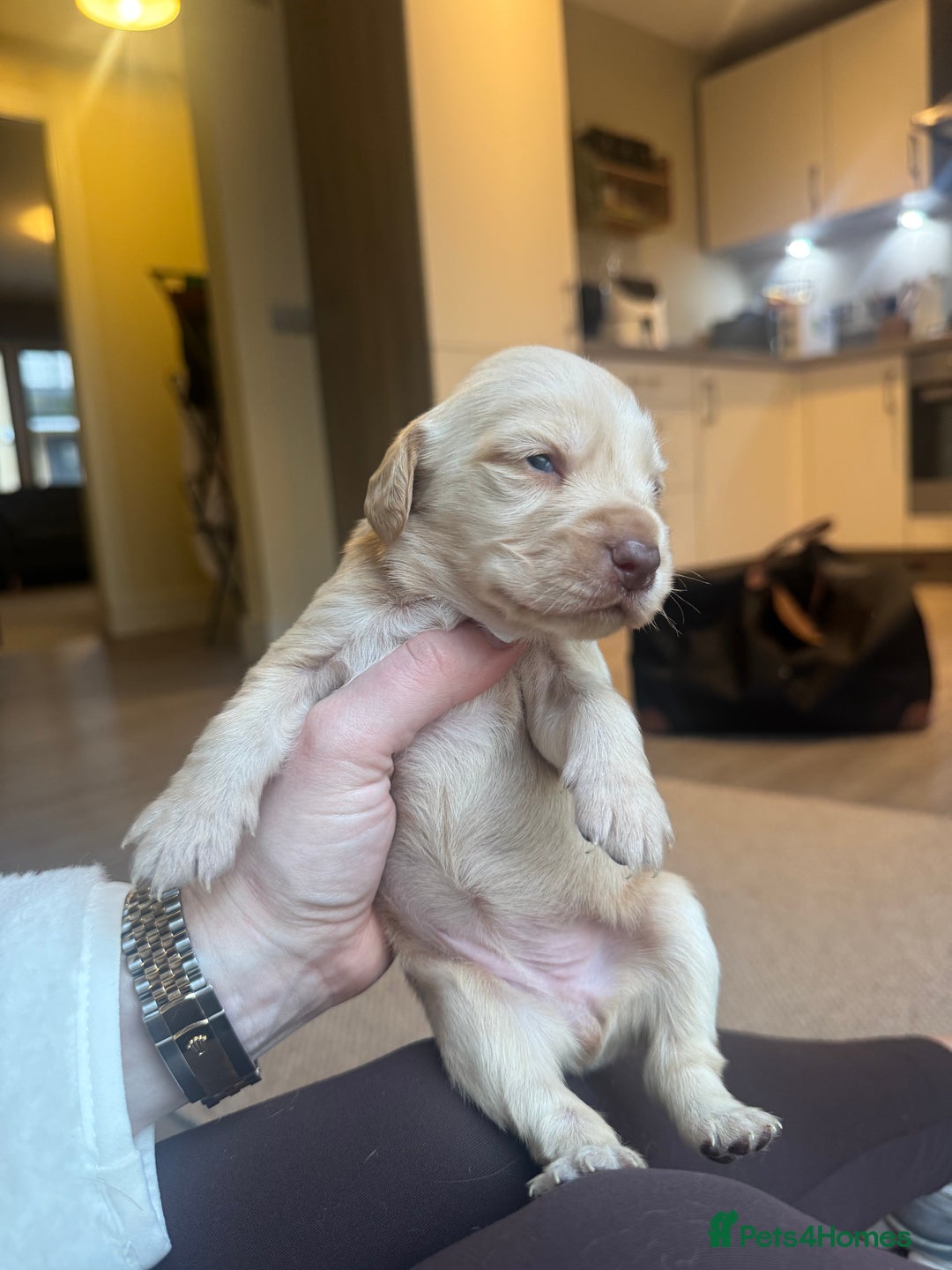 Cockerdor dogs for sale: Cockerdor/ Spanador Puppies. KC registered parents - Advert 25