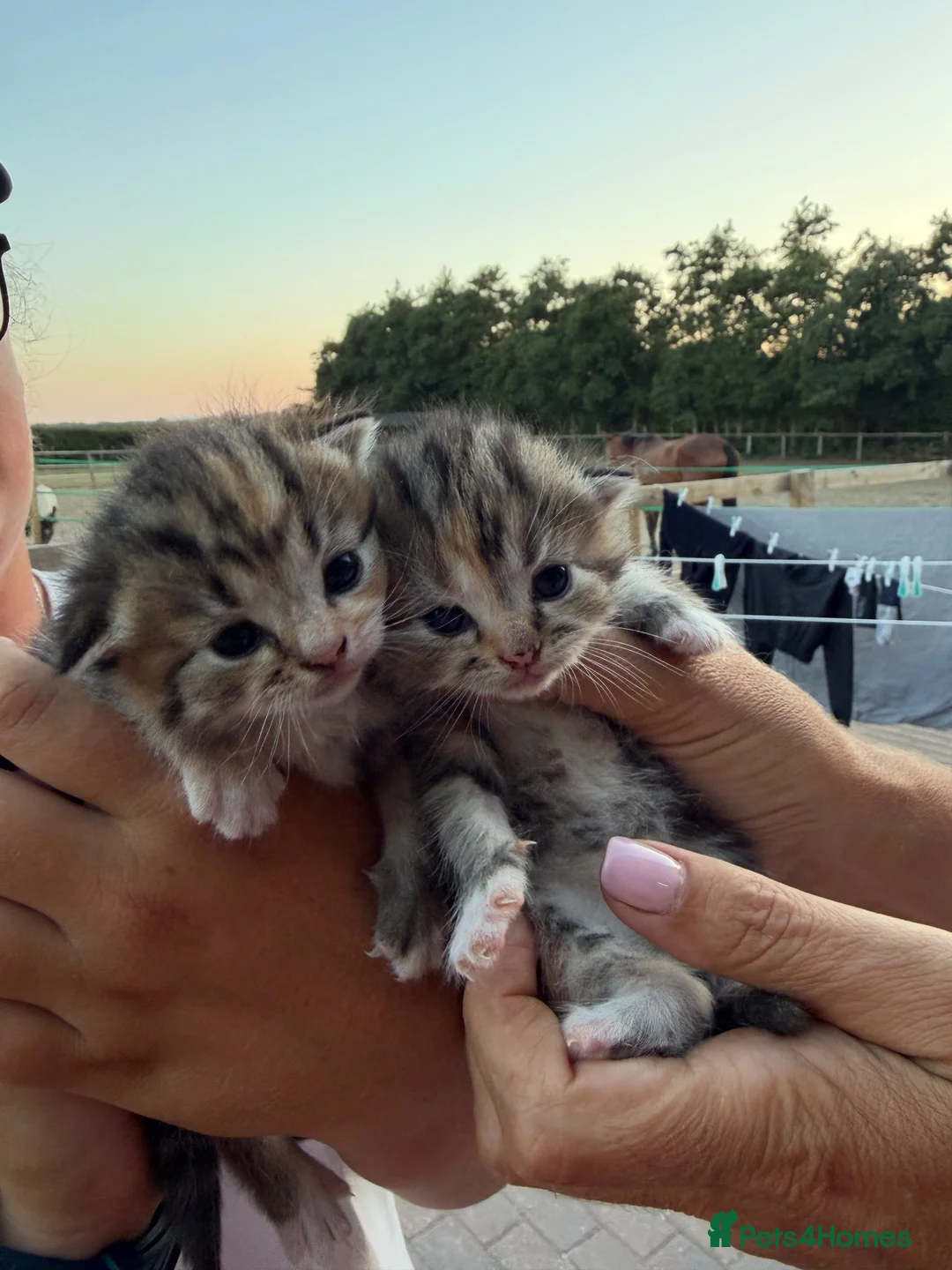 Persian cats for sale: Persian cross kittens  in Canterbury - Advert 2
