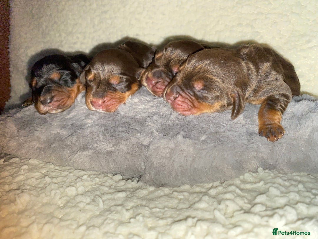 Cocker Spaniel dogs for sale: Cocker spaniel pups - Advert 2