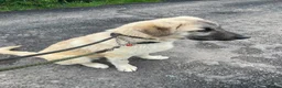 Mixed Breed dogs for adoption: Hermes 🐾  - Advert 8