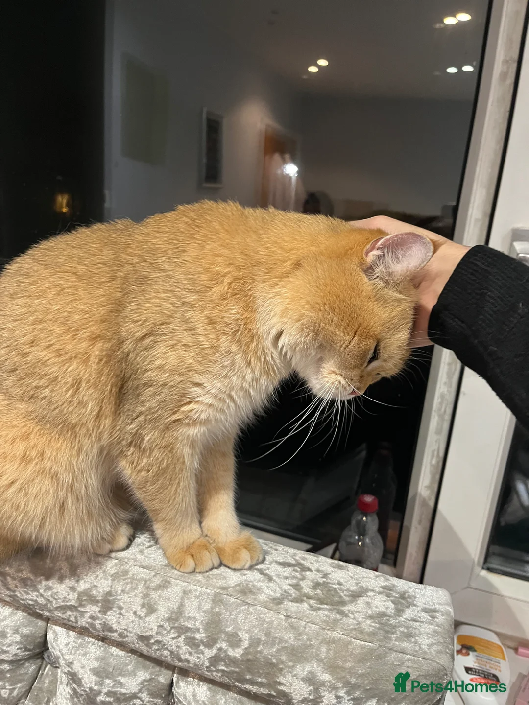 British Shorthair cats for sale: British short hair Lovely Boy - Advert 2