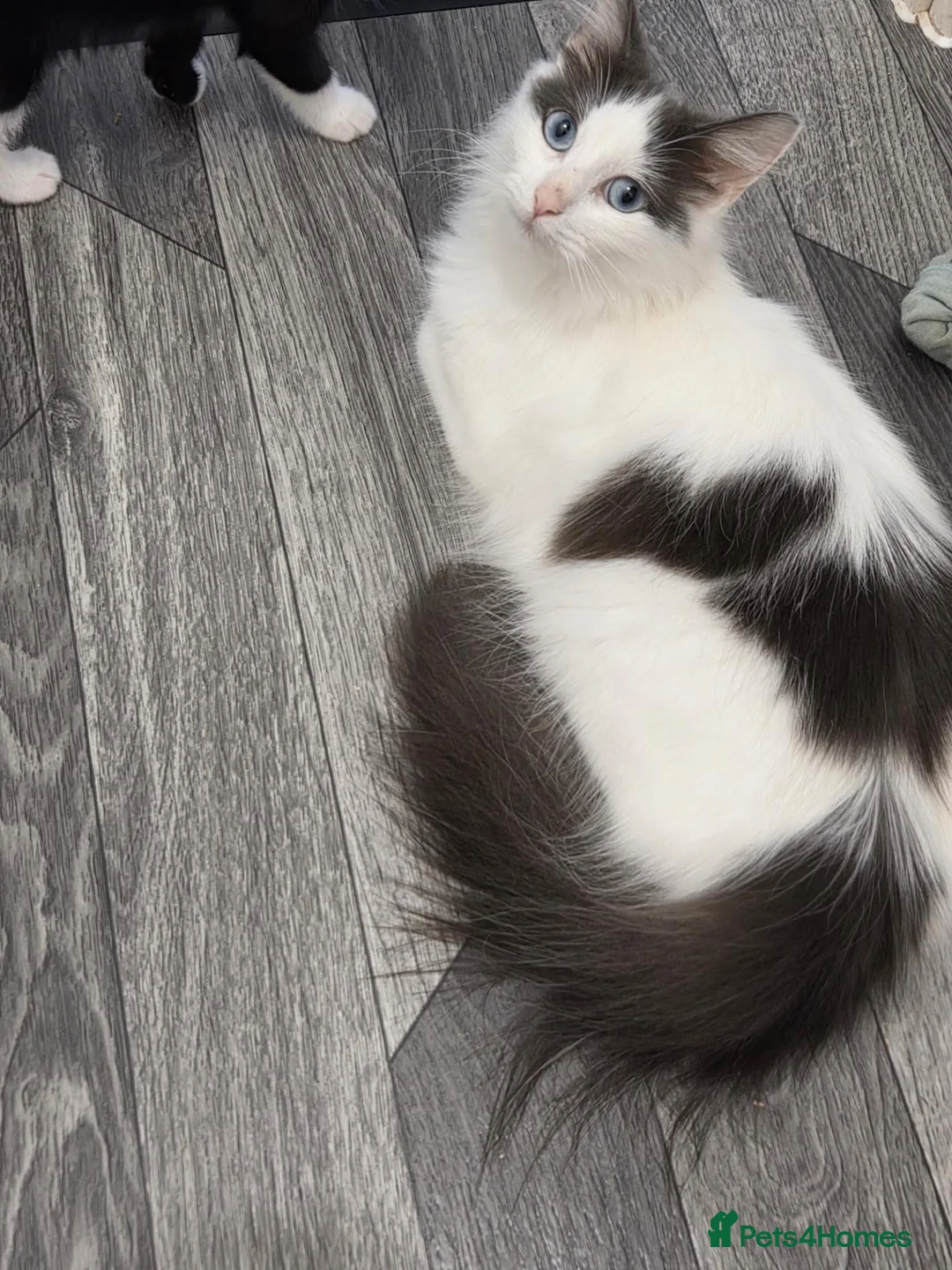 Mixed Breed cats for sale: 3 females  - Advert 8