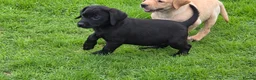 Labrador Retriever dogs for sale:  LAbrador Puppies For Sale - Advert 15