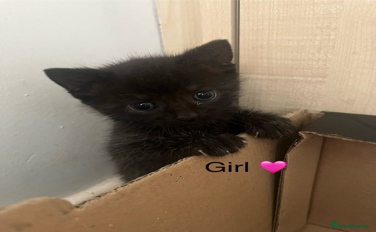 British Shorthair cats - Advert 14