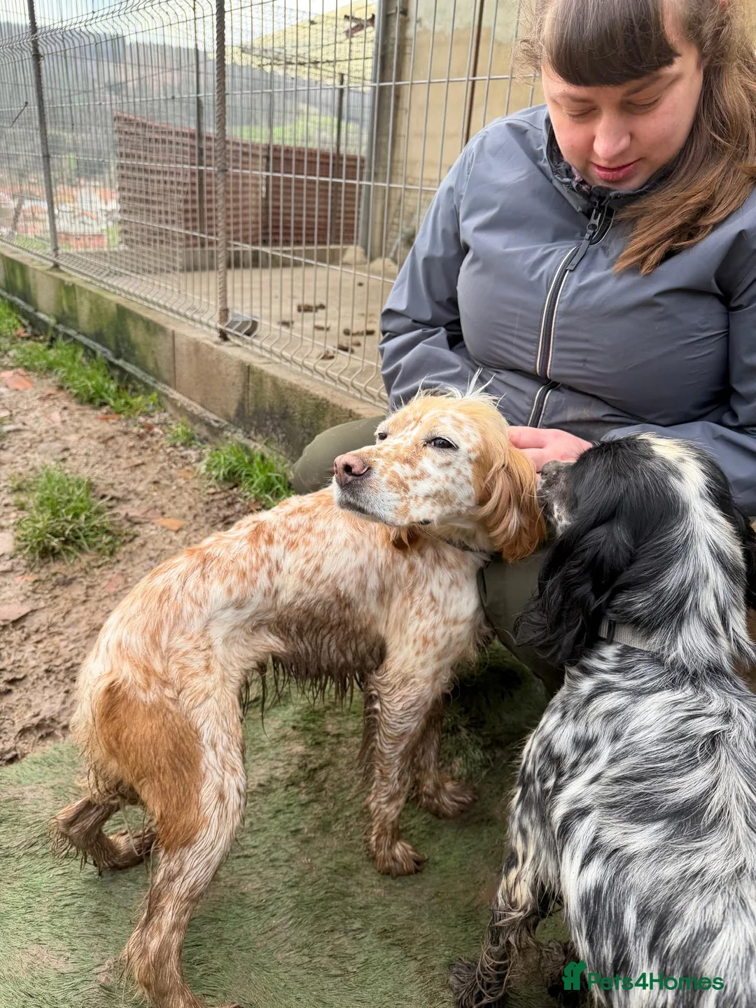 English Setter dogs for adoption: Estrella - Advert 10