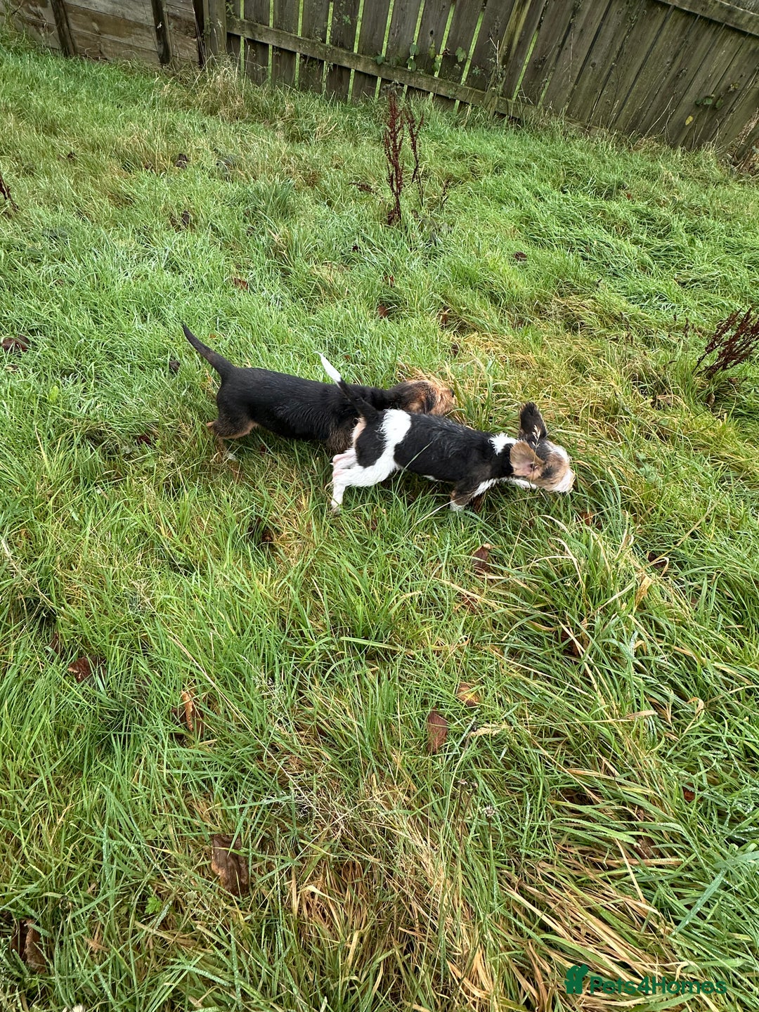 Mixed Breed dogs for sale: 🐾 Beautiful Cavapoo x Beagle Puppies 🐾 - Advert 9