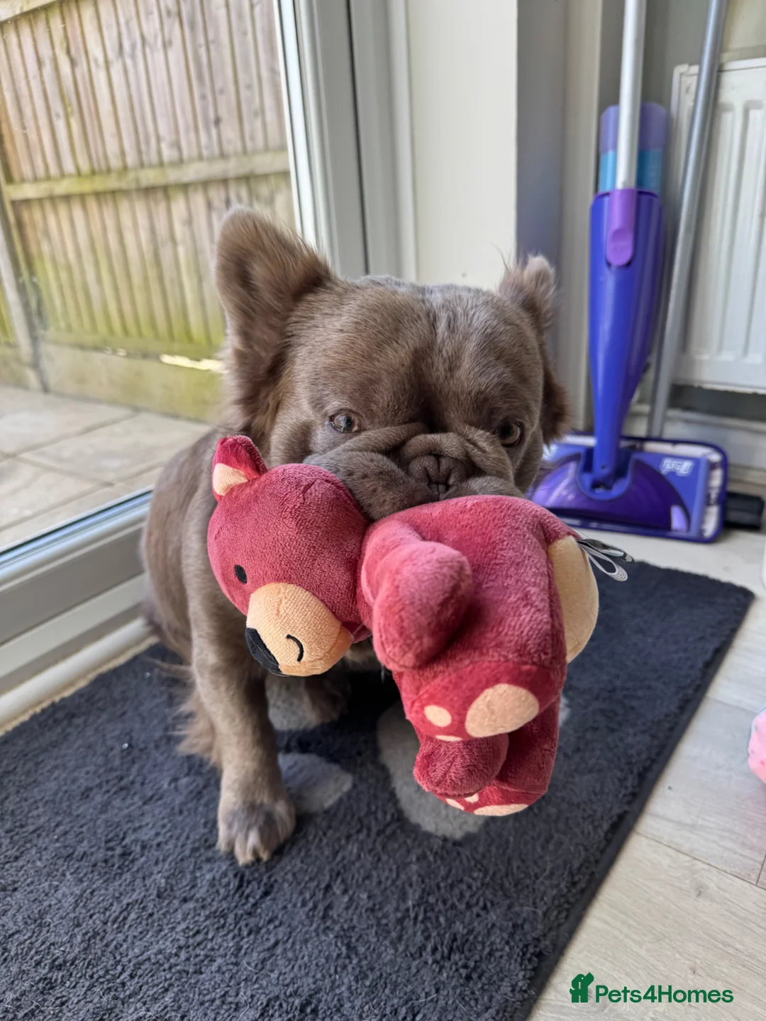 French Bulldog dogs for stud: *STUD* KC NEW SHADE ISABELLE FLUFFY FRENCH BULLDOG - Advert 2