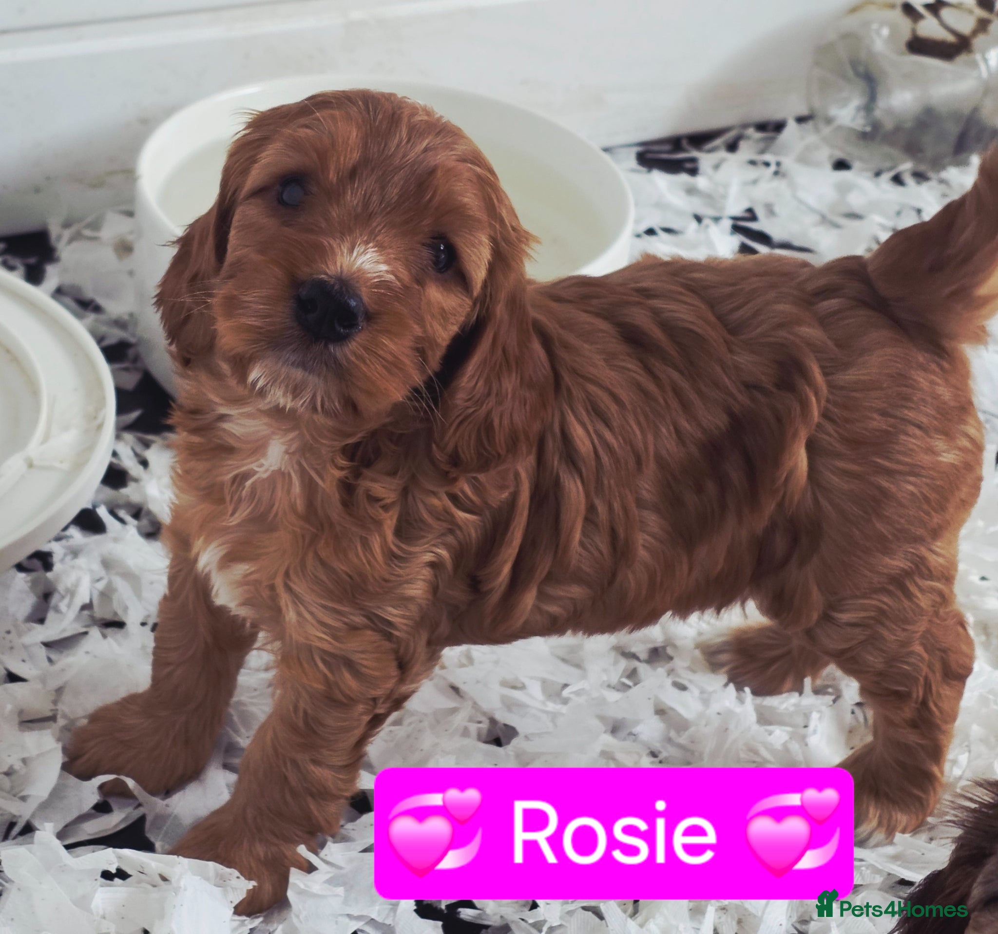 Cockapoo dogs Health Tested F2 Cockapoo Puppies  - Advert 2