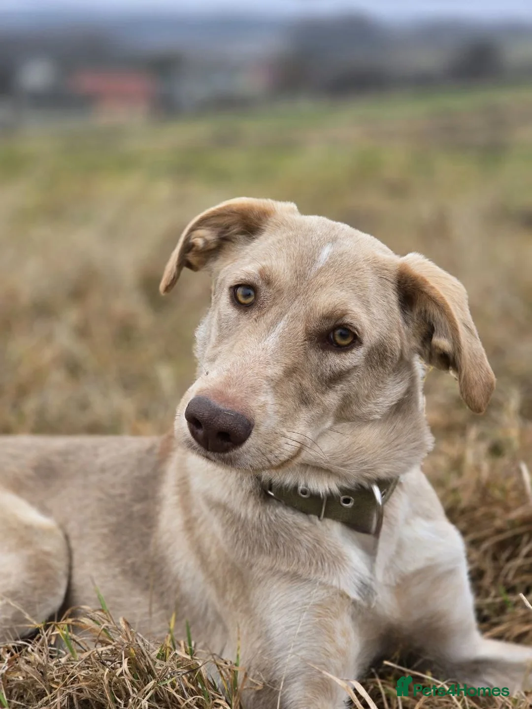 Mixed Breed dogs for adoption: URGENT: ❤️Jena❤️- amazing a 1 year old girl - Advert 1