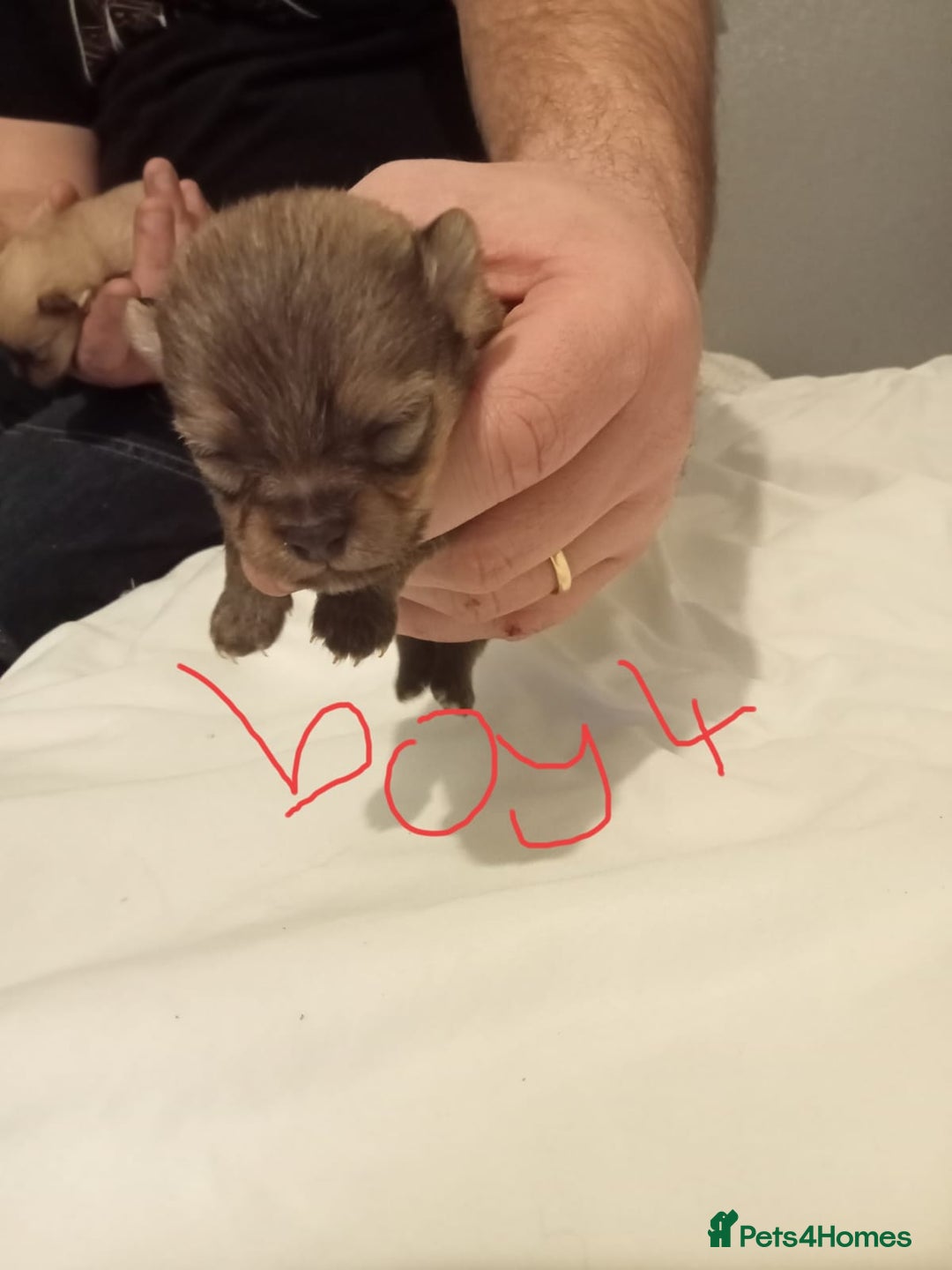 Pomeranian dogs for sale: Pomeranian  - Advert 1