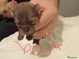 Pomeranian dogs Pomeranian - Advert 1